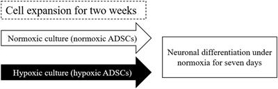 Adipose-Derived Mesenchymal Stem Cells From a Hypoxic Culture Improve Neuronal Differentiation and Nerve Repair